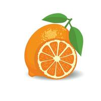 färsk citrus- hela och halvor vektor