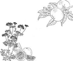 botanisch Zeichnung Vektor Illustration