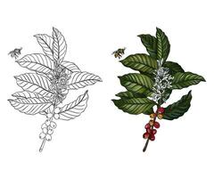 botanisch Hand Zeichnung Kaffee mit Biene Vektor Illustration