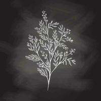 Hand gezeichnet Mimose skizzieren auf Tafel Hintergrund. einfarbig Blume Gekritzel. schwarz und Weiß Jahrgang Element. Vektor skizzieren. detailliert retro Stil.