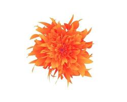 orange und rote Blume. Aquarell Blumenillustration. florales dekoratives Element. Vektor floraler Hintergrund.
