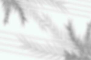 realistisch transparent Schatten von ein Blatt von ein Palme Baum auf das Weiß Hintergrund. tropisch Blätter Schatten. Attrappe, Lehrmodell, Simulation mit Palme Blätter Schatten. Vektor Illustration eps10
