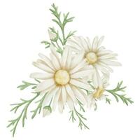 daisy blommor. hand dragen blommig vattenfärg illustration av vit kamomill på isolerat bakgrund. botanisk teckning för hälsning kort eller bröllop inbjudningar. konstnärlig skiss för ikon eller logotyp vektor