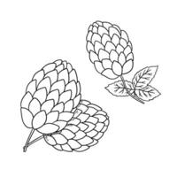 Linie Malz isoliert auf Weiß Hintergrund. Gliederung Illustration von Bier botanisch Pflanze mit Blätter vektor