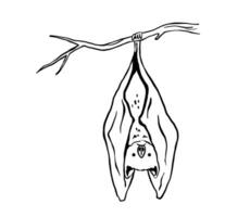 Linie Zeichnung von süß hängend Schläger. nachtaktiv Säugetier Tier Maskottchen zum Halloween. Gliederung Vektor Illustration