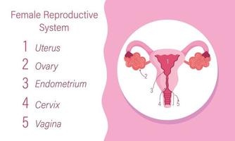 kvinnligt reproduktivt systemdiagram av det inre organet vektor