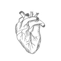 mänsklig hjärta. anatomisk realistisk linje konst, vektor illustration