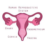 kvinnliga mänskliga reproduktionssystem anatomi delar organ vektor