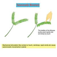 seismonastiskt rörelse i växter, mekanisk stimulanser tycka om Kontakt eller Rör, regndroppar, snabb vindar etc orsak detta rörelse. vektor