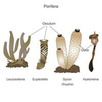 några poriferas, leukosoleni, euplectella djup hav svamp, venös blomma korg, sycon eller scypha, hyanolema , glas rep svamp, vektor illustration.