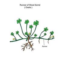 Oxalis ist ein groß Gattung von blühen Pflanzen im das Sauerklee Familie Oxalidaceae. Holz Sauerampfer, Läufer von Holz sauerampfer.it Spreads schnell durch Läufer und Glühbirnen. Botanik Konzept. vektor