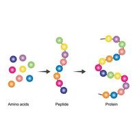 Amino Säuren sind das Monomere von Eiweiß. Amino Säuren sind zuerst umgewandelt zu Peptid Verbindungen, welche dann umgewandelt zu Proteine. ein Protein ist gemacht oben von einer oder Mehr linear Ketten von Amino Säuren vektor