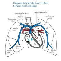 diagram som visar strömma av blod mellan hjärta och lungor, mänsklig hjärta och lungor, blod omlopp, mänsklig anatomi vektor