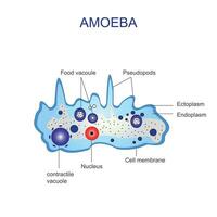 amöba encellig djur- med pseudopoder den där liv i färsk eller saltvatten. anatomi av ett amöba. vektor illustration.