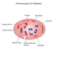 Blutplättchen oder Thrombozyten.anatomisch Blut Verkehr System planen. lehrreich Information. das Blut Zelle Struktur. bunt Symbole. Vektor Illustration.