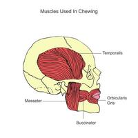 muskler Begagnade i tugga vektor