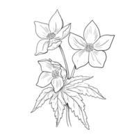 linjär illustration av en blomma på en vit bakgrund. vektor