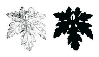 zwei schwarz und Weiß Zeichnungen von Blätter, Ahorn Blatt Vektor schwarz und Weiß Farbe