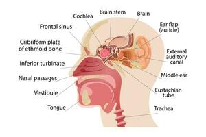 das Mitte Teil von das Mensch Kopf, das Anatomie von das Mensch Nase, und das intern Struktur von das Ohren. Infografiken von Mensch Sinn Organe und Medizin vektor