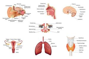 uppsättning av annorlunda mänsklig sköldkörtel organ, mitten del av de hjärna, anatomi av de mänsklig öra, näsa, mänsklig respiratorisk systemet, lungor , och alveoler. medicinsk affisch vektor