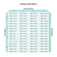 Amino Acid Codon Tabelle Genom Wissenschaften Vektor Grafik