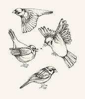 einstellen mit anders fliegend und Sitzung Spatz. Hand gezeichnet Vektor Illustration.