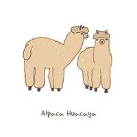 två alpacas hand dragen klotter vektor illustration.