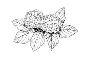 hand dragen bläck skiss hortensia blommor. vektor illustration i gravyr stil.