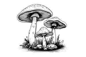 fliegen Agaric oder Amanita Pilze Gruppe wachsend im Gras Gravur Stil. Vektor Illustration.