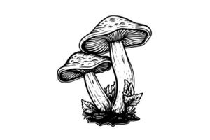 fliegen Agaric oder Amanita Pilze Gruppe wachsend im Gras Gravur Stil. Vektor Illustration.