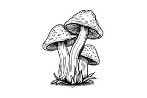 fliegen Agaric oder Amanita Pilze Gruppe wachsend im Gras Gravur Stil. Vektor Illustration.