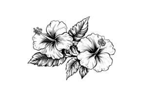 hibiskus blommor i en årgång träsnitt graverat etsning stil. vektor illustration.