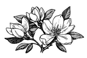 Hand gezeichnet Magnolie Blume Tinte skizzieren. Gravur Stil Vektor Illustration.