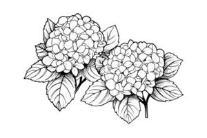 hand dragen bläck skiss hortensia blommor. vektor illustration i gravyr stil.