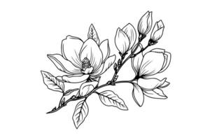 hand dragen magnolia blomma bläck skiss. gravyr stil vektor illustration.