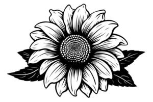 Vektor Gravur Stil Zeichnung Vektor Illustration von Sonnenblume. Tinte skizzieren.