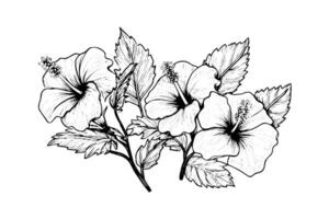 hibiskus blommor i en årgång träsnitt graverat etsning stil. vektor illustration.