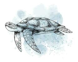 Meer Schildkröte mit Aquarell Stelle. Hand gezeichnet Grafik Illustration von Ozean Schildkröte im Gliederung Stil. linear Gravur von unter Wasser Tier gemalt durch schwarz Tinten. Marine skizzieren zum Symbol oder Logo. vektor