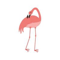 rosa flamingo tecknad serie illustration isolerat i vit bakgrund. sommar djur- illustration vektor