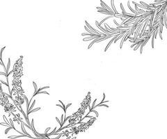 botanisch Blume Zeichnung Vektor Illustration