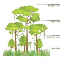 tecknad serie Färg skikten av en regnskog djungel med namn begrepp baner affisch kort. vektor