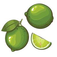 Limette isoliert Vektor Illustration. Früchte bunt Abbildungen isoliert auf Weiß Hintergrund. Obst Sammlung.