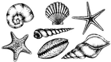 Vektor Muscheln Satz. Hand gezeichnet Illustration von Meer Muscheln auf isoliert Hintergrund. Zeichnung von Jakobsmuschel und Seestern auf Gliederung Stil. skizzieren von Herzmuschel gemalt durch schwarz Tinte. unter Wasser Linie Kunst.