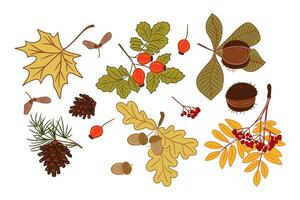 Clip Art von Herbst eben farbig Blätter. isoliert eben Gliederung Elemente auf Weiß Hintergrund. Ahorn Blatt, Eschenbeere, Kastanie Blatt, Kiefer Kegel. Ideal zum Aufkleber, Tätowierung, Muster, Verpackung Papier vektor