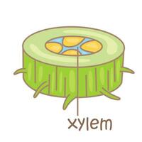 Alphabet x zum Xylem Wortschatz Schule Lektion lesen Karikatur Illustration Vektor Clip Art Aufkleber