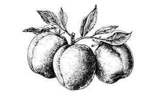 Pfirsich oder Aprikose Obst Hand gezeichnet skizzieren im graviert Stil. vektor