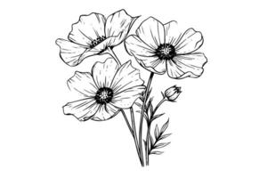 isoliert Cosmea Vektor Illustration Element. schwarz und Weiß Gravur Stil Tinte Kunst.