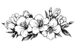 isoliert Cosmea Vektor Illustration Element. schwarz und Weiß Gravur Stil Tinte Kunst.
