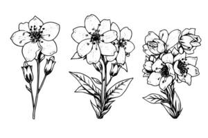 isoliert Cosmea Vektor Illustration Element. schwarz und Weiß Gravur Stil Tinte Kunst.