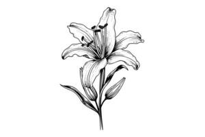 einfarbig schwarz und Weiß Strauß Lilie isoliert auf Weiß Hintergrund. handgemalt Vektor Abbildung.
